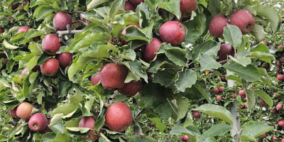 Ofrezco manzanas Red Jonaprince, tamaño 65/85, con certificado KA;