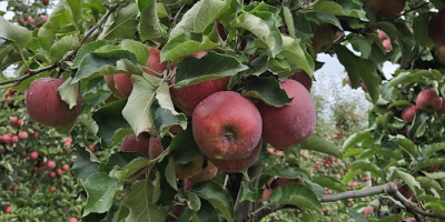 Ofrezco manzanas Red Jonaprince, calibre 65-85, de alta calidad,