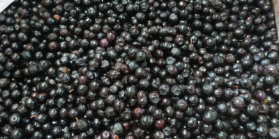 Fresas y arándanos congelados IQF Origen: Bielorrusia Ofrecemos fresas