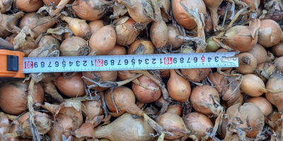 Vendo cebollas de la variedad Bila, calibre mediano, teléfono