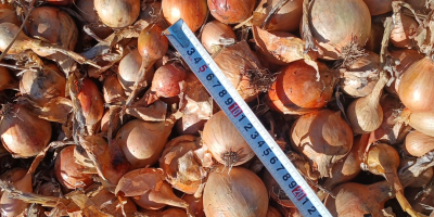 Vendo cebollas de la variedad Bila, calibre mediano, teléfono