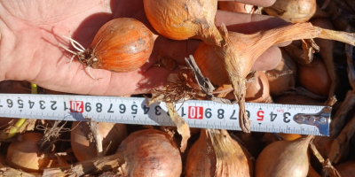 Vendo cebollas de la variedad Bila, calibre mediano, teléfono