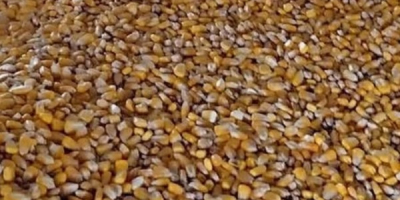 Vendo 8 toneladas de maíz. Secado naturalmente en un