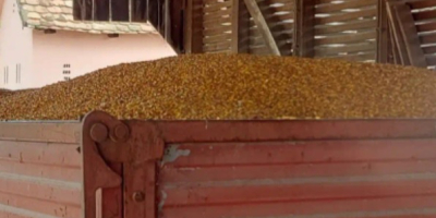 Vendo 8 toneladas de maíz. Secado naturalmente en un