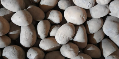 Vendo papas comestibles, como se muestra en la foto.