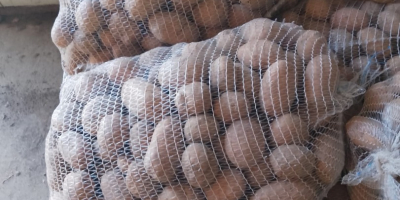 VENTA DE VERDURAS AL POR MAYOR - MAZOWIECKIE (zona