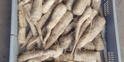 VENTA DE VERDURAS AL POR MAYOR - MAZOWIECKIE (zona