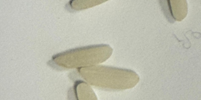 Arroz blanco largo. Origen: Surinam (región del Caribe). Este