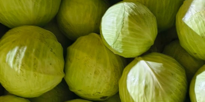 Col blanca - variedad Zoltan. La col blanca es