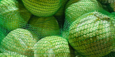 Col blanca - variedad Zoltan. La col blanca es