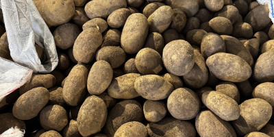 Venderé papas comestibles de las variedades Bernina y Belana,