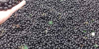 BIENVENIDO VENDERÁ ARGUES FRUTAS DE LA COLECCIÓN 2018. Número