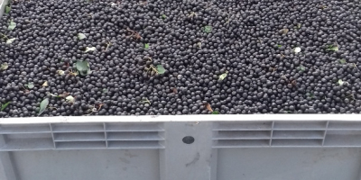 BIENVENIDO VENDERÁ ARGUES FRUTAS DE LA COLECCIÓN 2018. Número