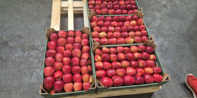 Venta de manzanas de Moldavia: alta calidad, cosecha fresca
