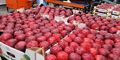 Venta de manzanas de Moldavia: alta calidad, cosecha fresca