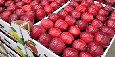 Venta de manzanas de Moldavia: alta calidad, cosecha fresca