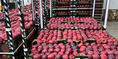 Venta de manzanas de Moldavia: alta calidad, cosecha fresca