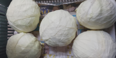 Vendo 10 toneladas de repollo blanco: 7 toneladas de