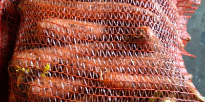 Venderé zanahorias lavadas/sin lavar, de 2.5 a 4 calorías,