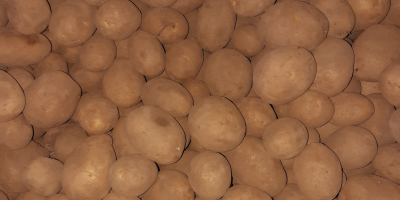 Venta de patatas de la variedad Lilly, predominantemente de