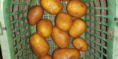 Venta de patatas de la variedad Lilly, predominantemente de