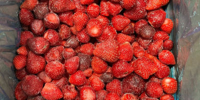 Fresa congelada de origen serbio, variedad Viktoria, cantidad disponible: