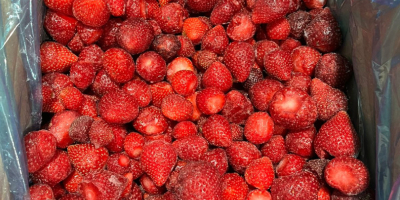 Fresa congelada de origen serbio, variedad Viktoria, cantidad disponible: