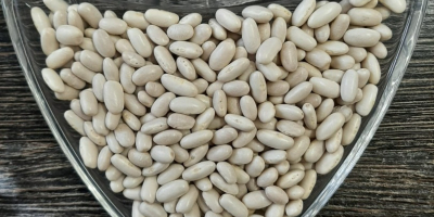 Se venden habas blancas ALUBIA. Cantidad: 22 toneladas. Cosecha: