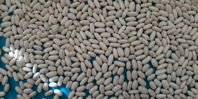 Se venden habas blancas ALUBIA. Cantidad: 22 toneladas. Cosecha:
