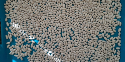 Se venden habas blancas ALUBIA. Cantidad: 22 toneladas. Cosecha: