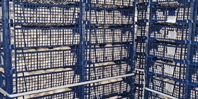 Compro champiñones en grandes cantidades, también puedo comprarlos dependiendo