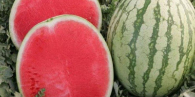 Bienvenidos. Nuestra empresa agrícola, Garant Agro, ubicada en el
