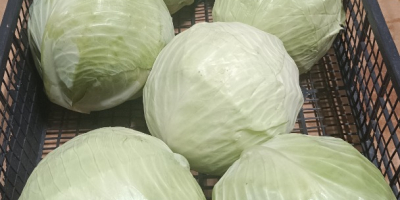 Vendo repollo blanco, variedad Zenón, de 1 a 3