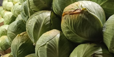 Vendo repollo blanco, variedad Zenón, de 1 a 3