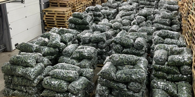 Pepinos frescos, ¡directamente del productor para exportación! Si busca