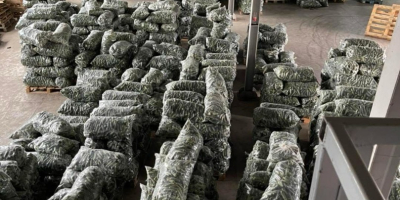 Pepinos frescos, ¡directamente del productor para exportación! Si busca