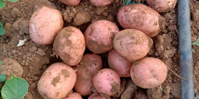 Papa Lady Rosetta | Variedad de grado de procesamiento