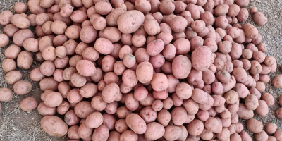 Papa Lady Rosetta | Variedad de grado de procesamiento