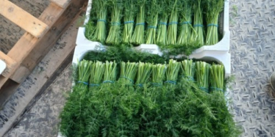 Hola, exportamos perejil de alta calidad en palés que