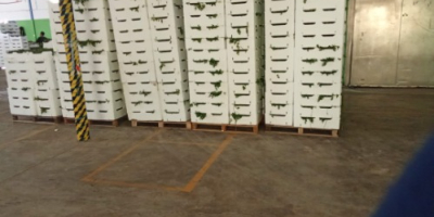 Hola, exportamos perejil de alta calidad en palés que