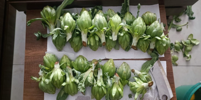 Las alcachofas baby están frescas y listas para cosechar.