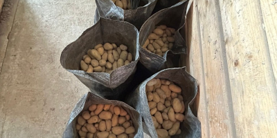Se venden papas: ROOSTER MARKIES, LADY ALICE, LADY JANE.