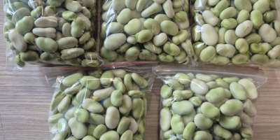 Habas frescas: ¡venta al por menor y al por