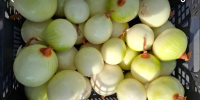 Vendo cebollas peladas. Busco establecer una colaboración con compradores.