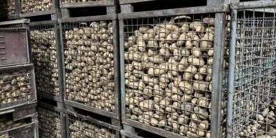 Hola, tengo papas comestibles en venta: - variedad: Lord,