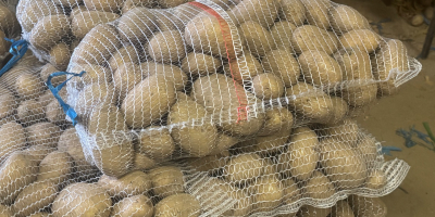 Papa Catania, piel lisa, tierra pura, sin daños, firme,