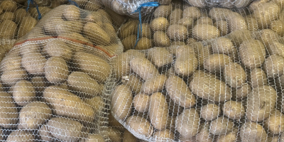 Papa Catania, piel lisa, tierra pura, sin daños, firme,