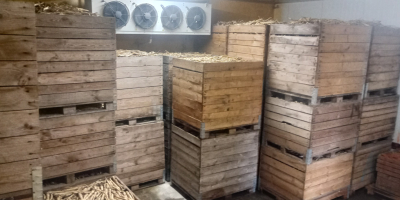 Tengo perejil comercial a la venta, calibre 3-6 cm,