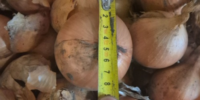 Vendo cebollas Heybelle. Busco cebollas biseladas.