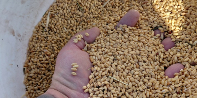 Un grano antiguo y único